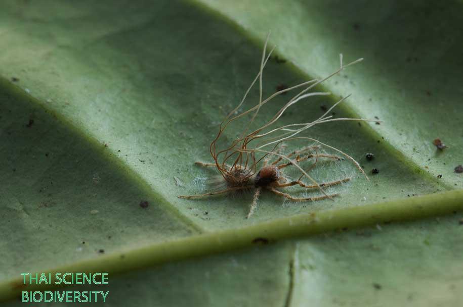 Akanthomyces aranearum