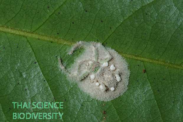 Akanthomyces cinereus