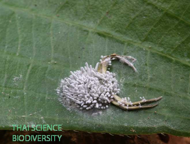 Akanthomyces koratensis