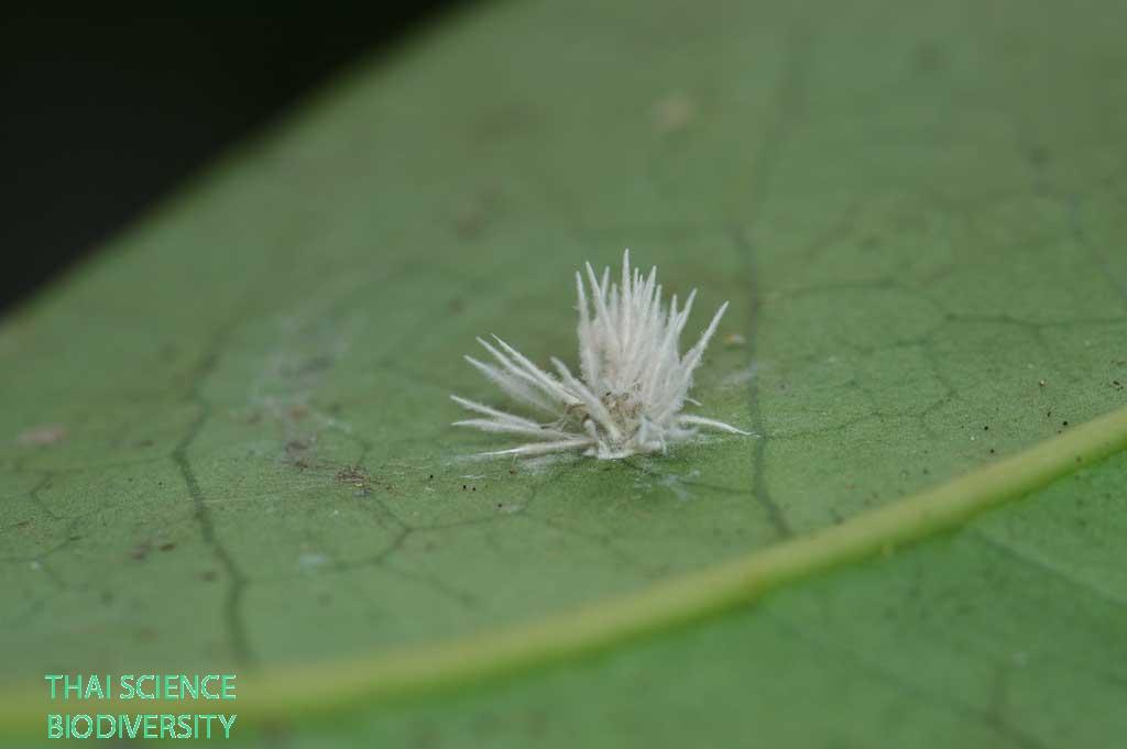 Akanthomyces novoguineensis