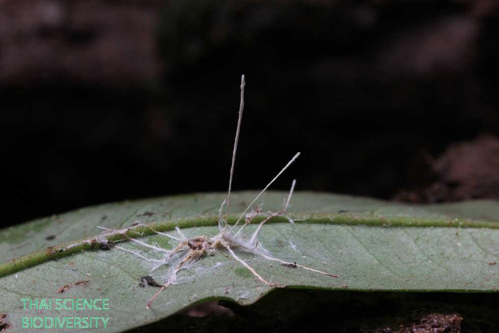 Akanthomyces websteri