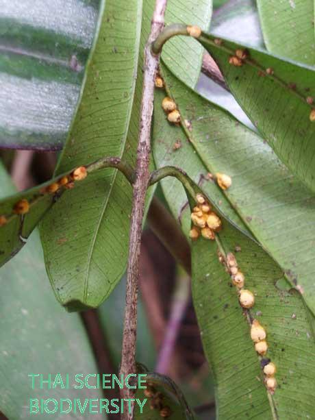 Aschersonia marginata