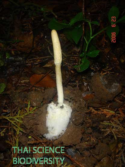 Cordyceps cylindrica