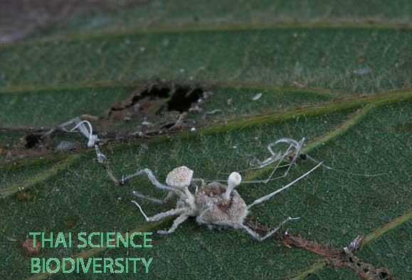 Cordyceps nelumboides