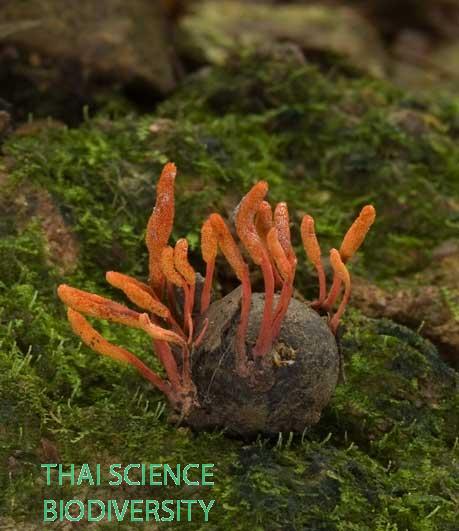 Cordyceps ninchukispora