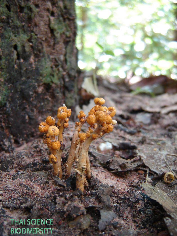 Cordyceps nipponica