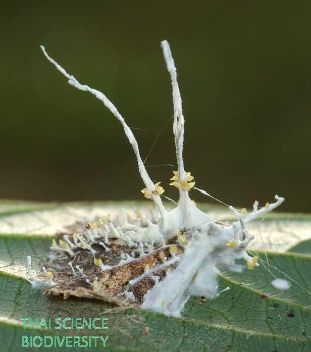 Cordyceps tuberculata