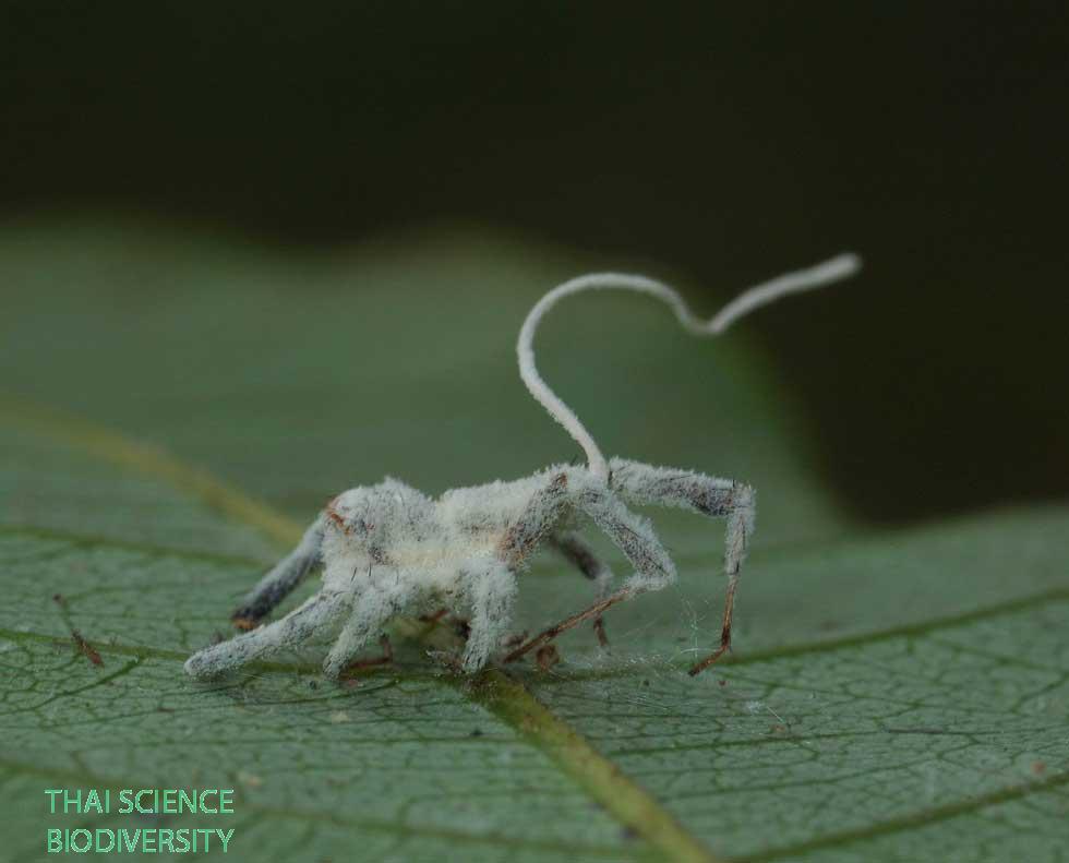 Gibellula leiopus