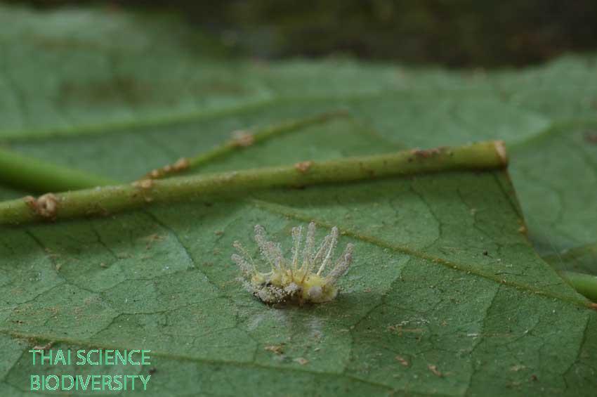 Gibellula pulchra