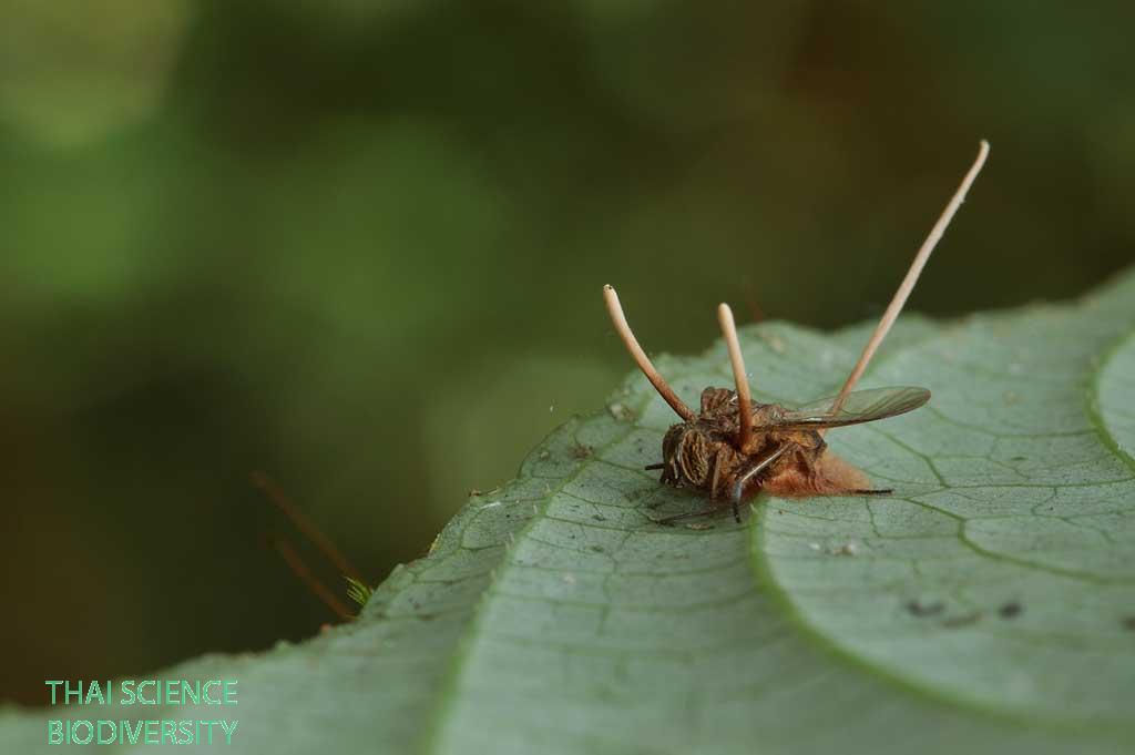 Hymenostilbe dipterigena