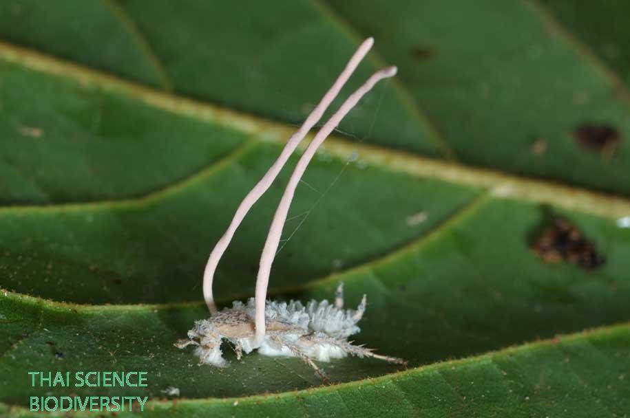 Hymenostilbe ventricosa