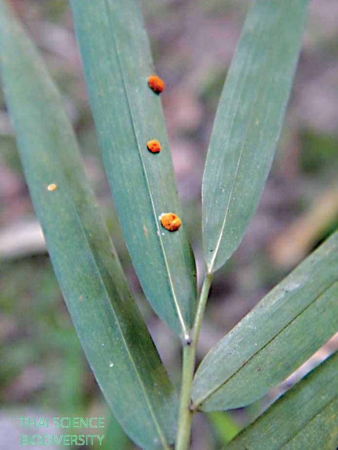 Hypocrella calendulina