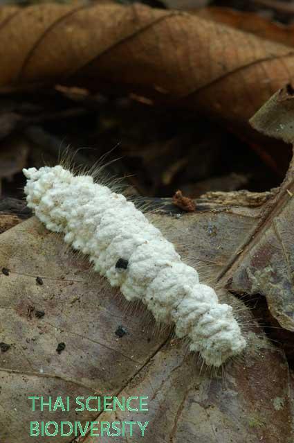 Isaria farinosa