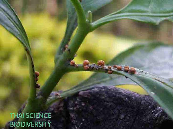 Moelleriella reineckeana