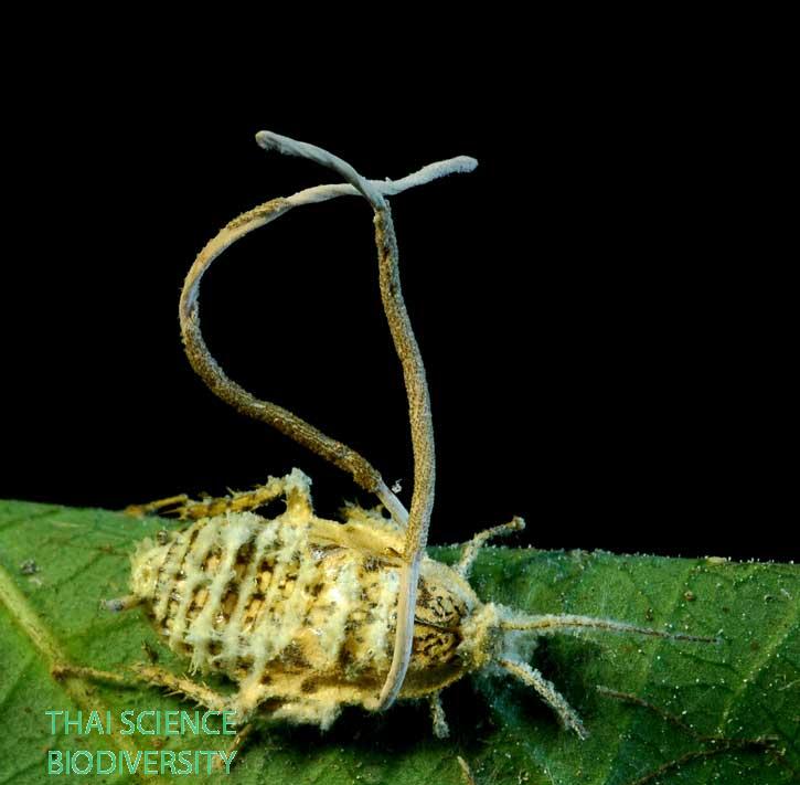 Ophiocordyceps blattae