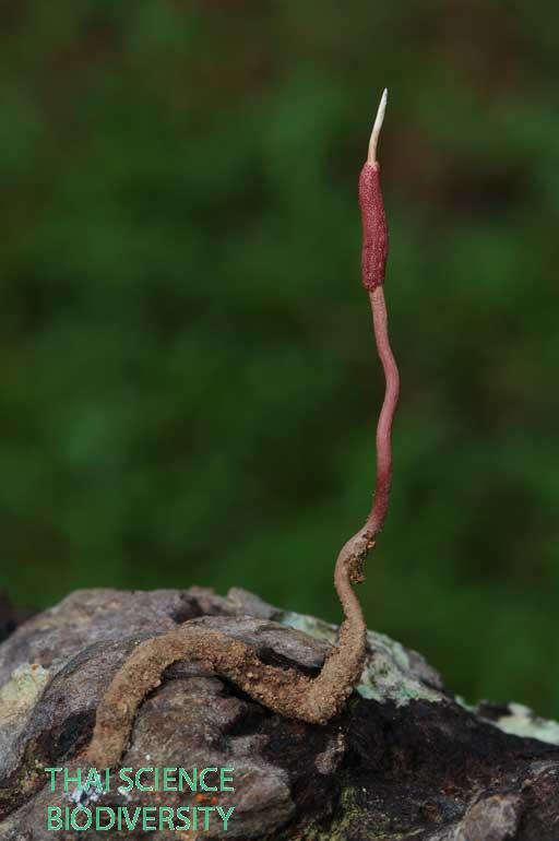 Ophiocordyceps brunneipunctata