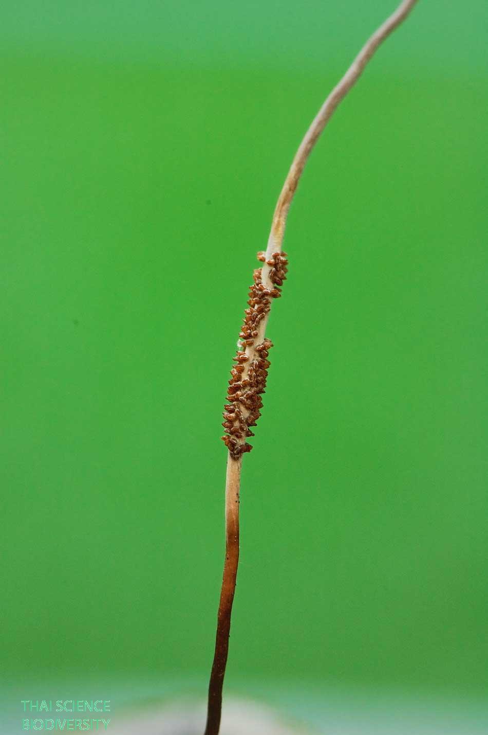 Ophiocordyceps communis