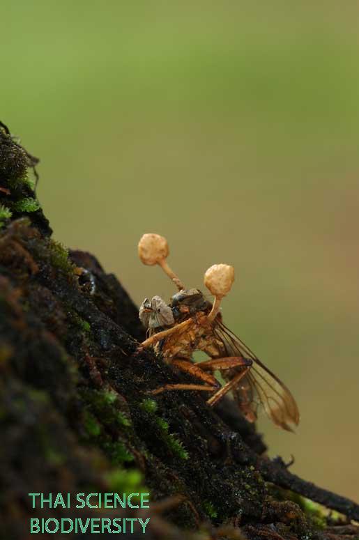 Ophiocordyceps dipterigena