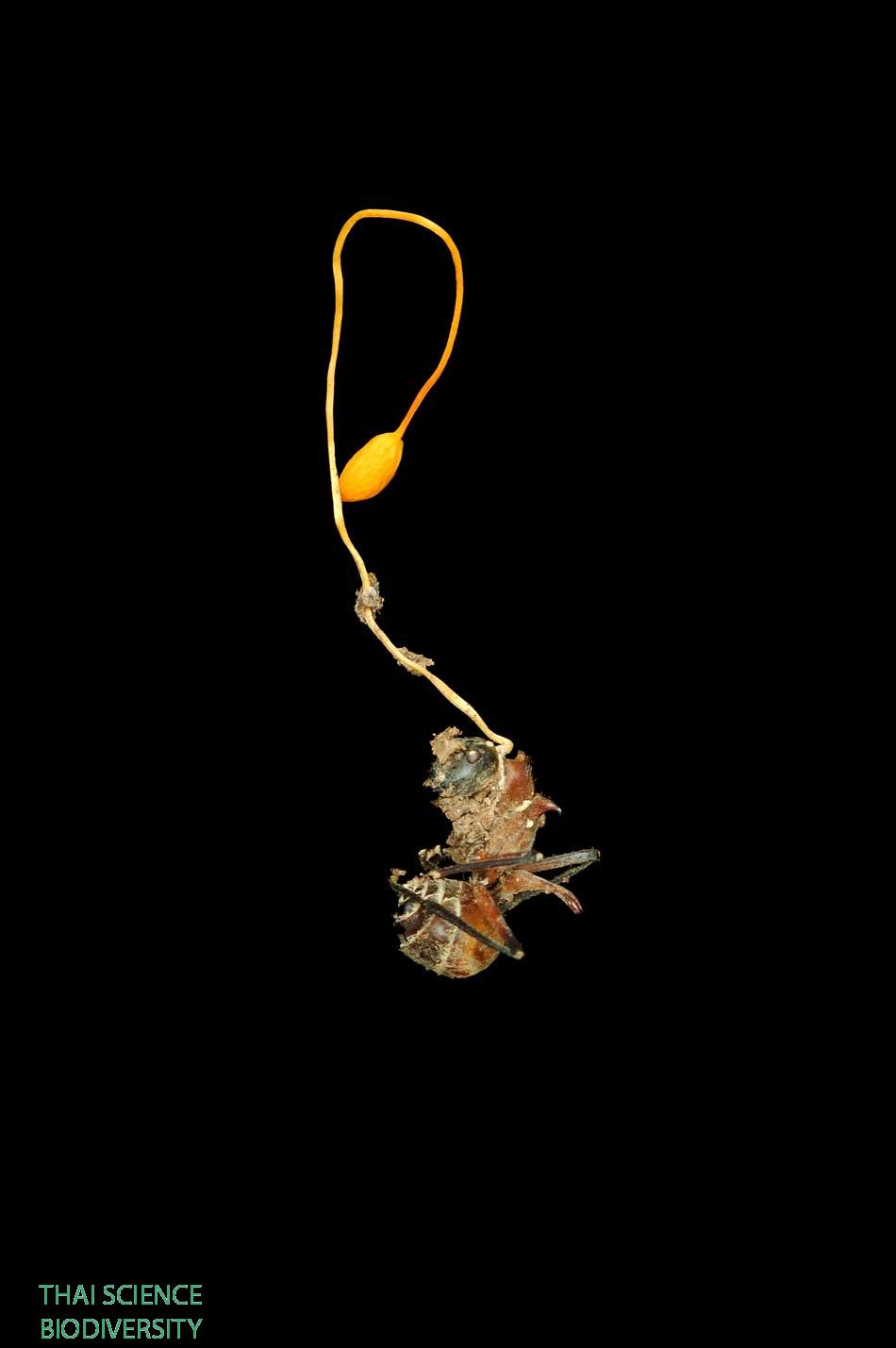 Ophiocordyceps myrmecophila