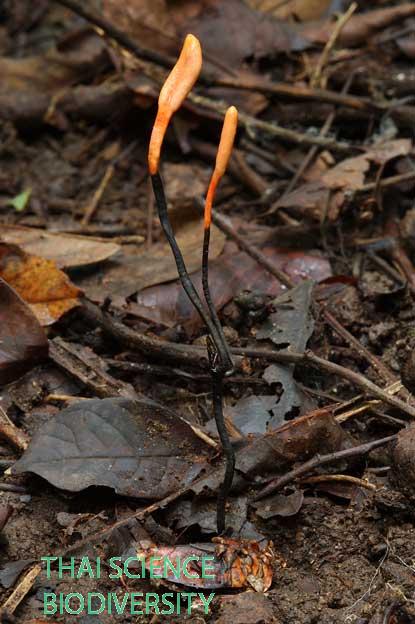 Ophiocordyceps nutans