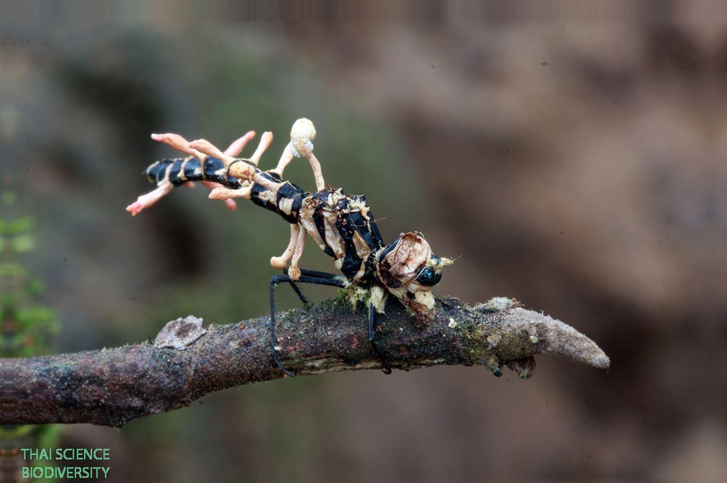 Ophiocordyceps odonatae