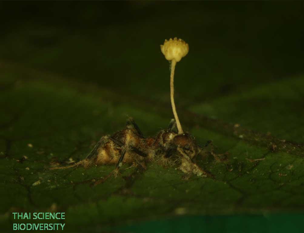 Ophiocordyceps pseudolloydii
