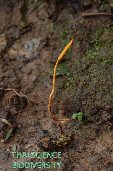 Ophiocordyceps sphecocephala