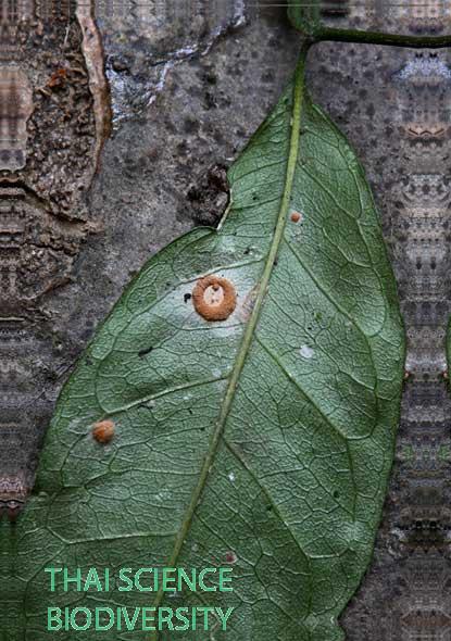 Paecilomyces cinnamomeus